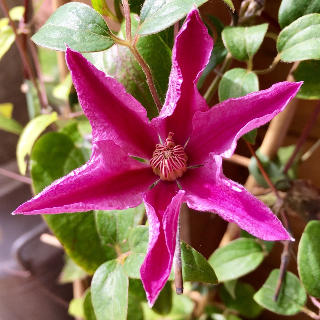 Clematis Sally™ in the GardenTags plant encyclopedia