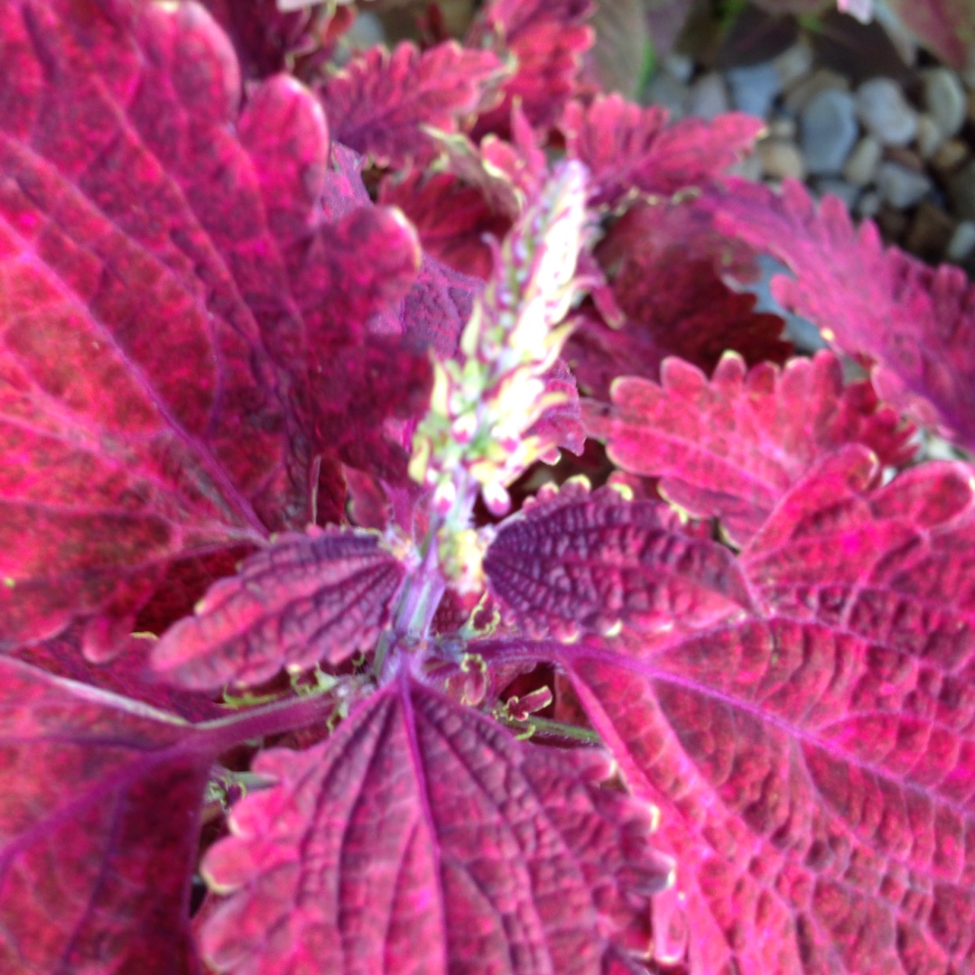 Coleus Wizard Velvet Red in the GardenTags plant encyclopedia