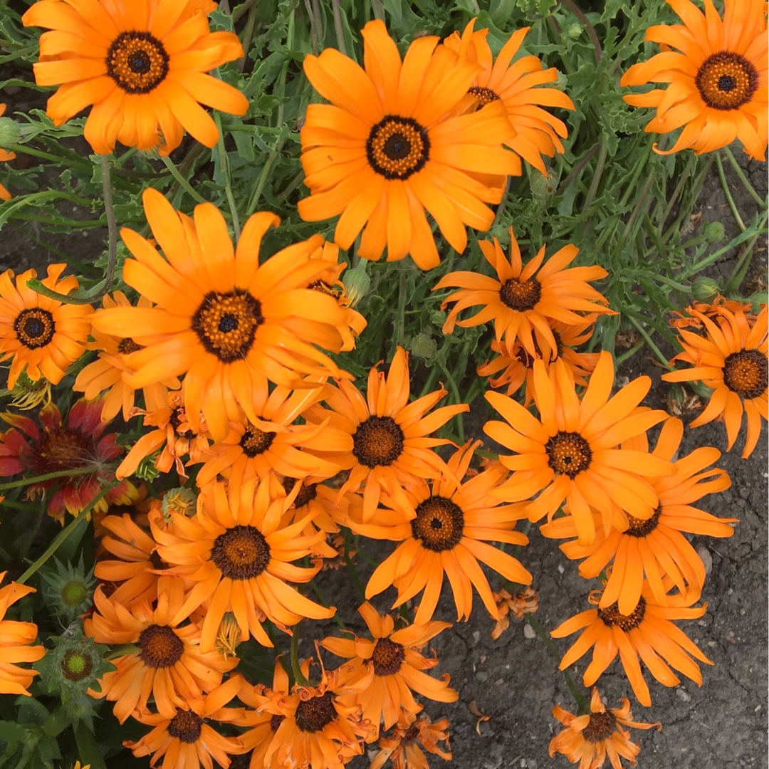 African Daisy African Sunset (Mix) in the GardenTags plant encyclopedia