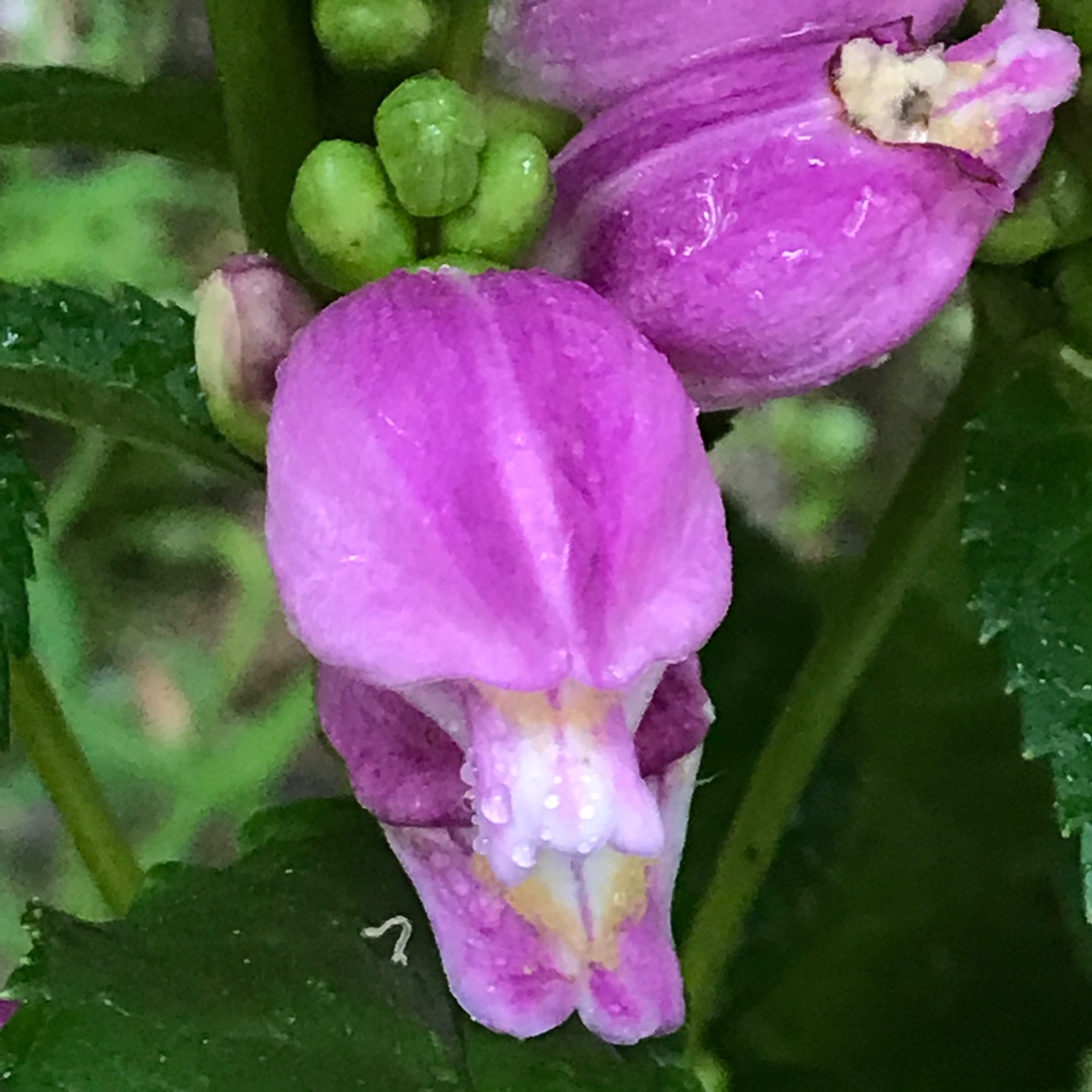 Turtlehead Hot lips in the GardenTags plant encyclopedia