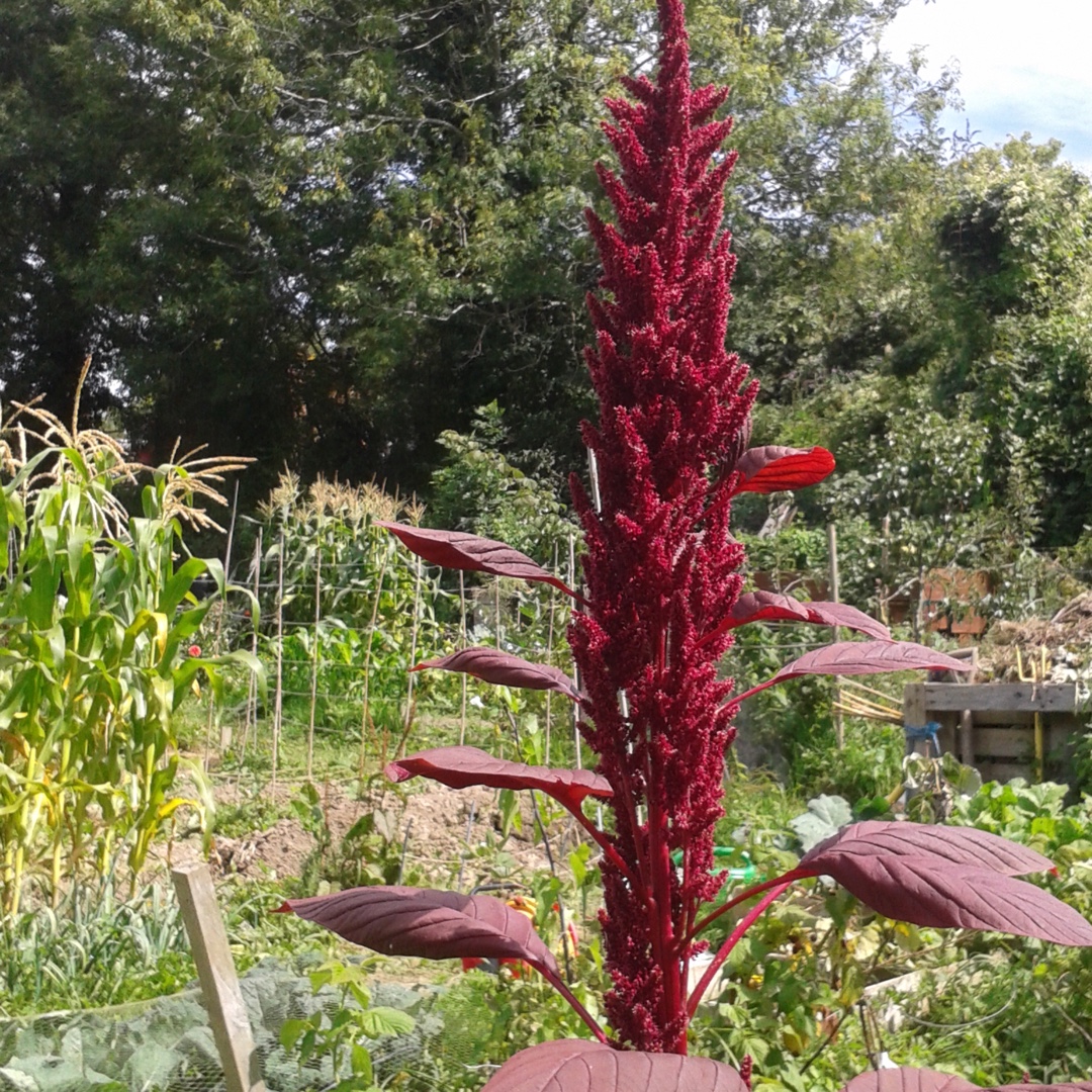 Amaranth Red Army in the GardenTags plant encyclopedia