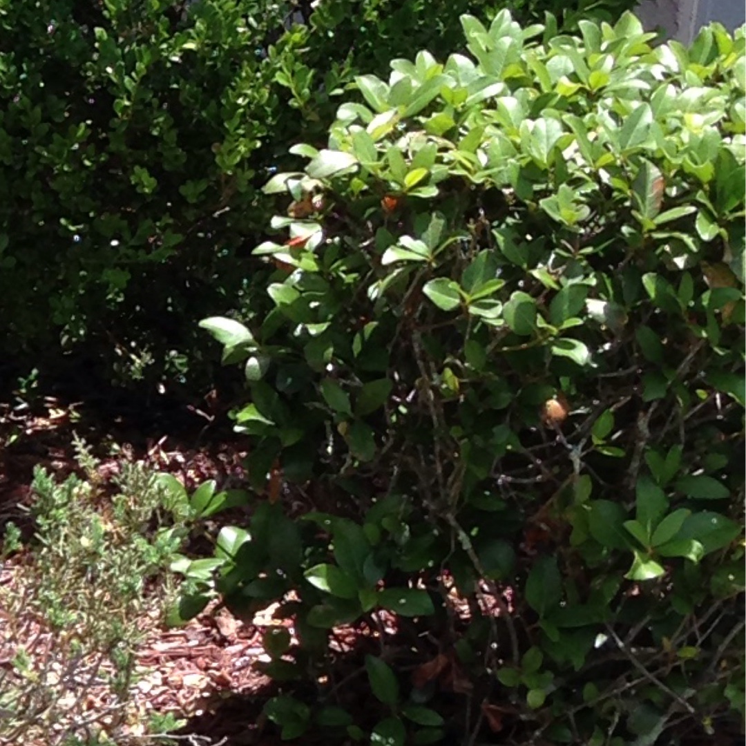 Indian Hawthorn in the GardenTags plant encyclopedia