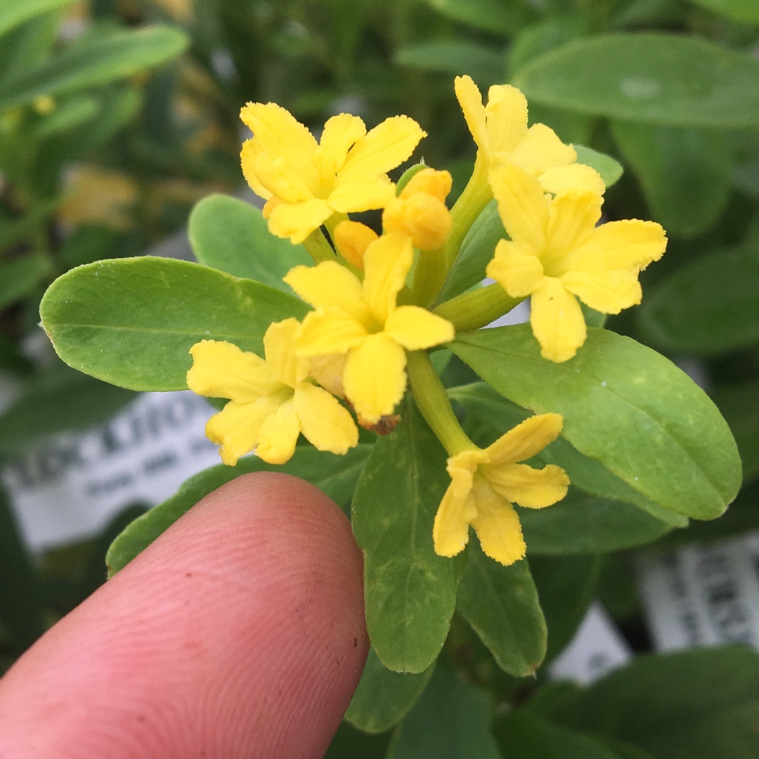 Daphne Royal Crown in the GardenTags plant encyclopedia