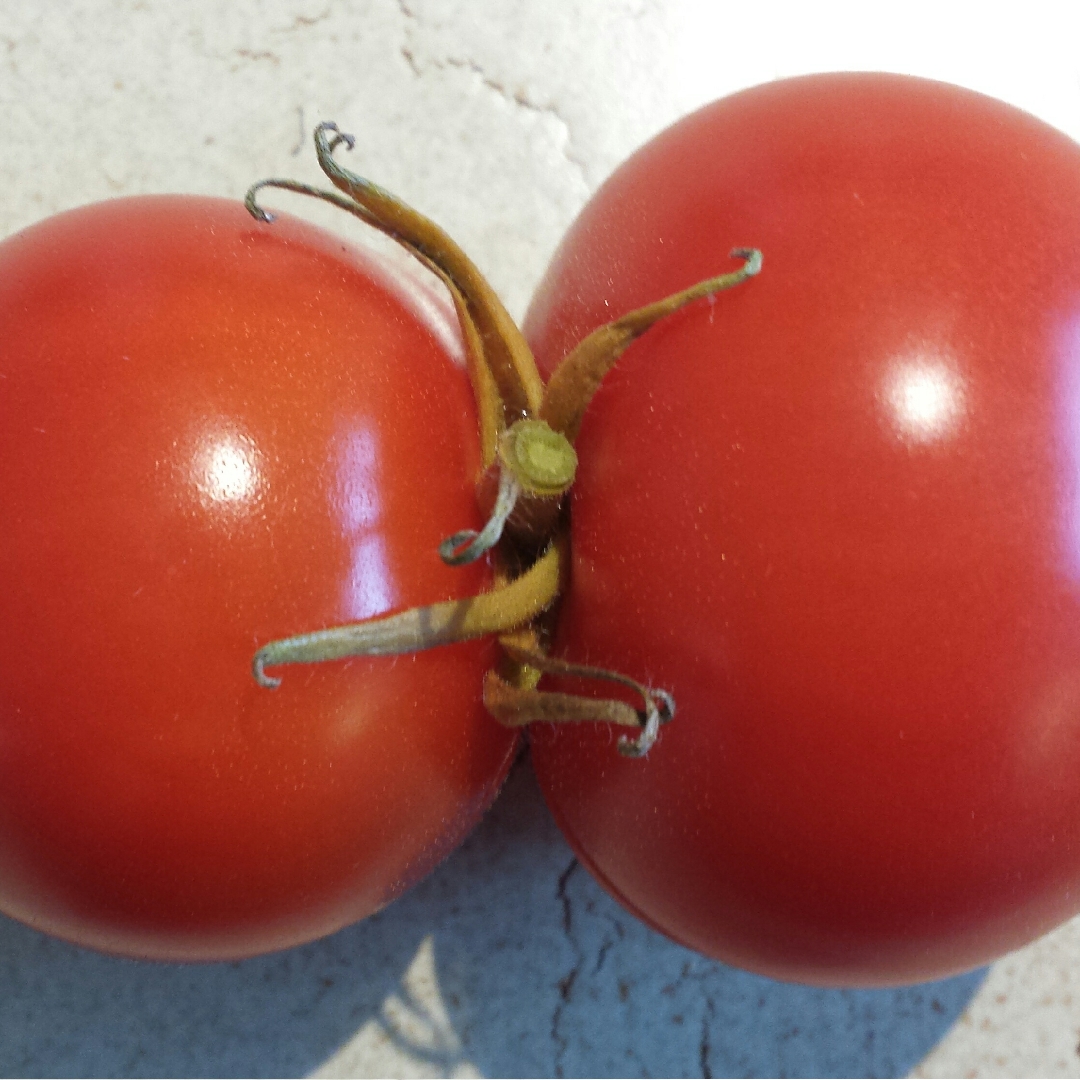 Tomato Harbinger in the GardenTags plant encyclopedia