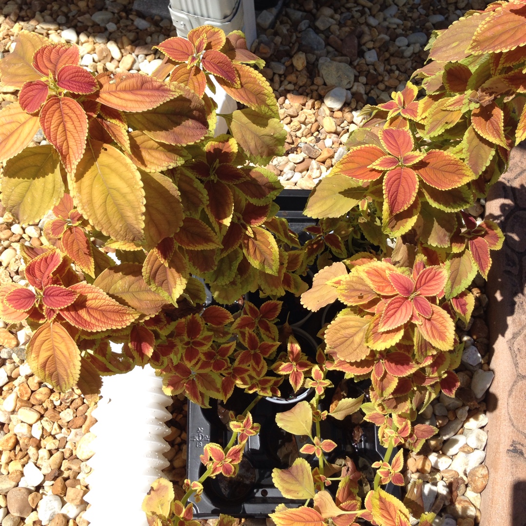 Coleus Rustic Orange in the GardenTags plant encyclopedia