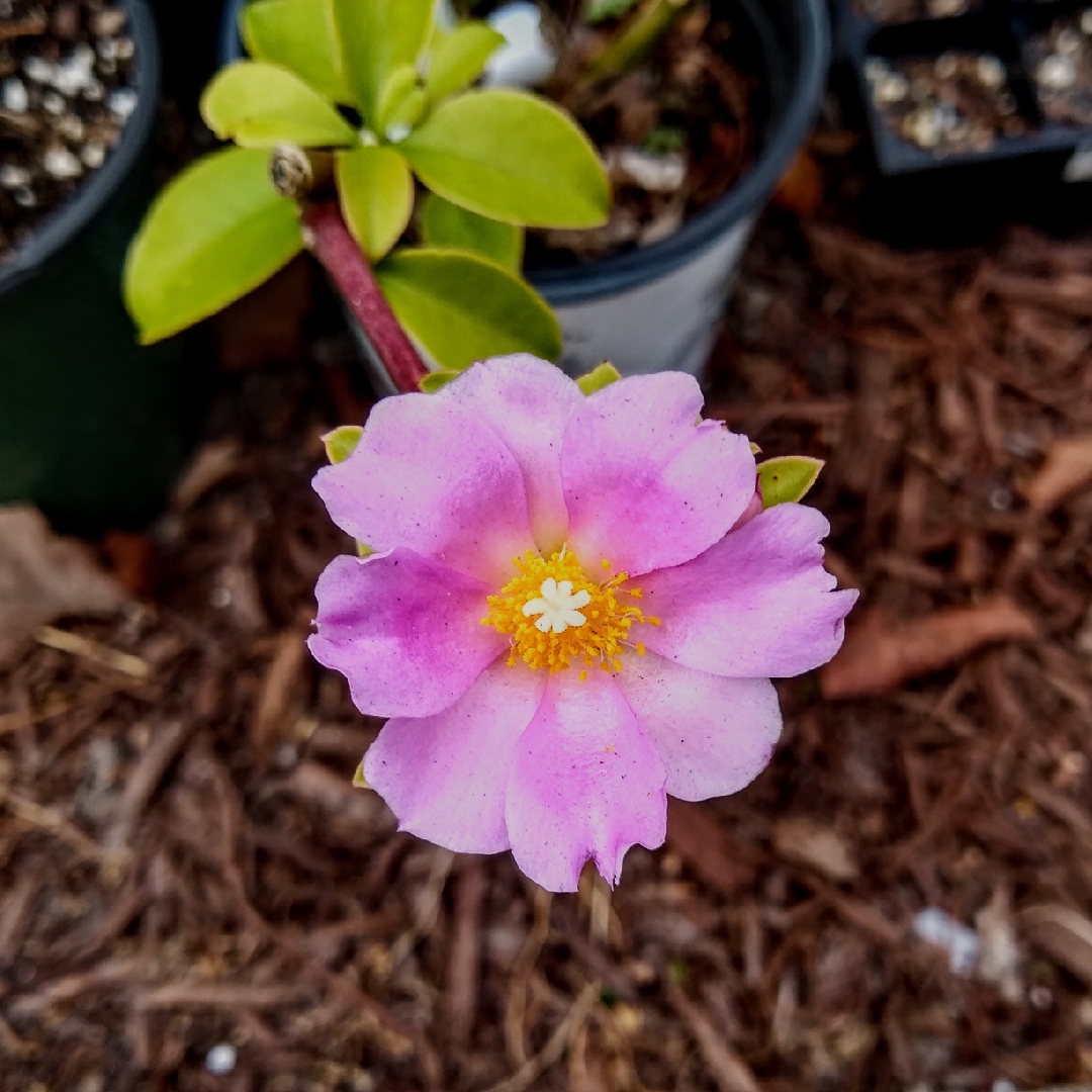 Rose Cactus in the GardenTags plant encyclopedia