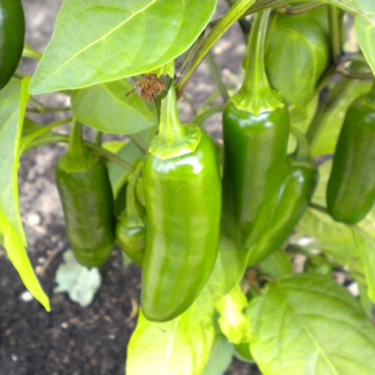 Chilli Pepper Mammoth Jalapeno Pepper in the GardenTags plant encyclopedia