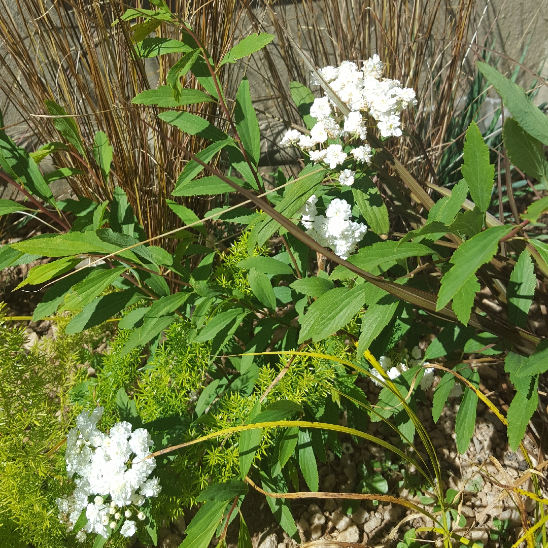 May Bush in the GardenTags plant encyclopedia