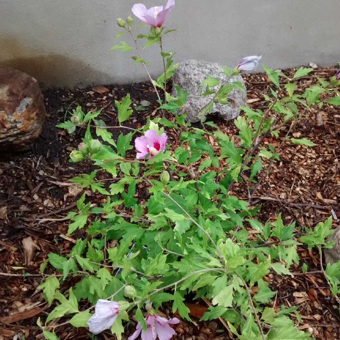 Rose Of Sharon Orchid Satin in the GardenTags plant encyclopedia