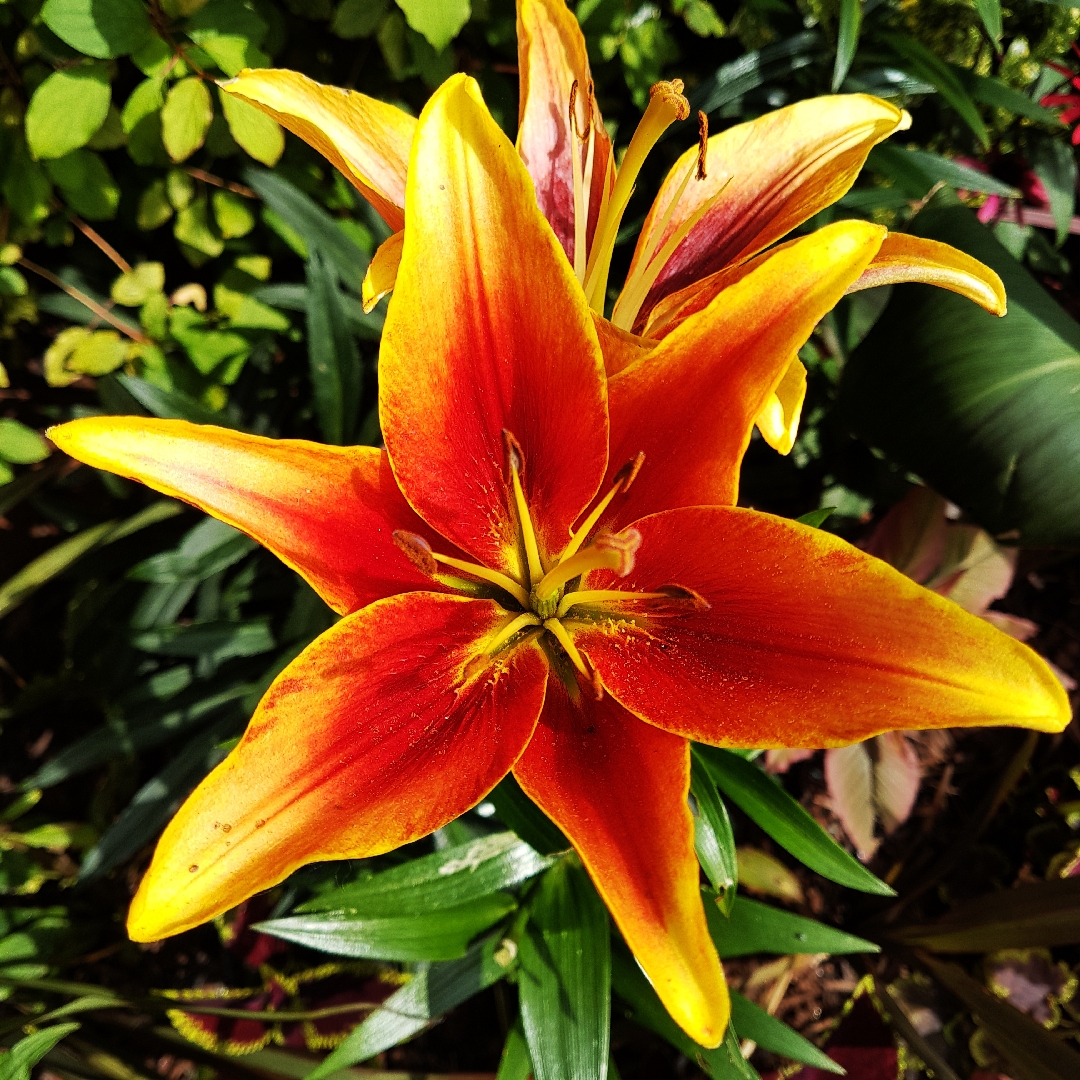 Lily Kaveri (Other) in the GardenTags plant encyclopedia