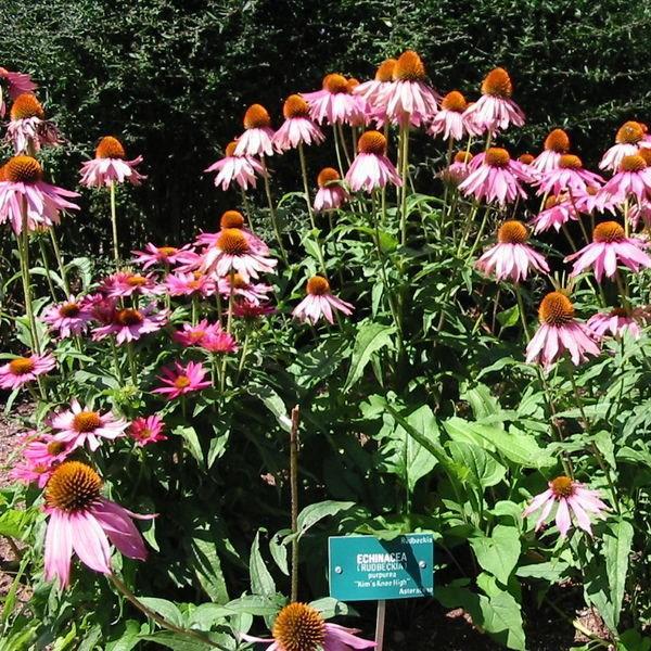 Coneflower Kims Knee High in the GardenTags plant encyclopedia