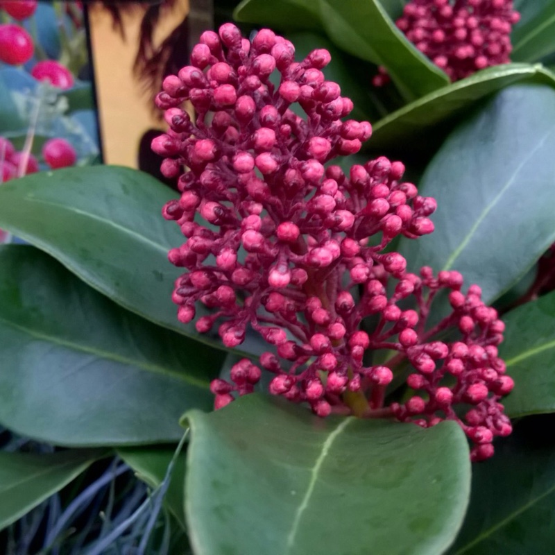 Japanese Skimmia Intense in the GardenTags plant encyclopedia