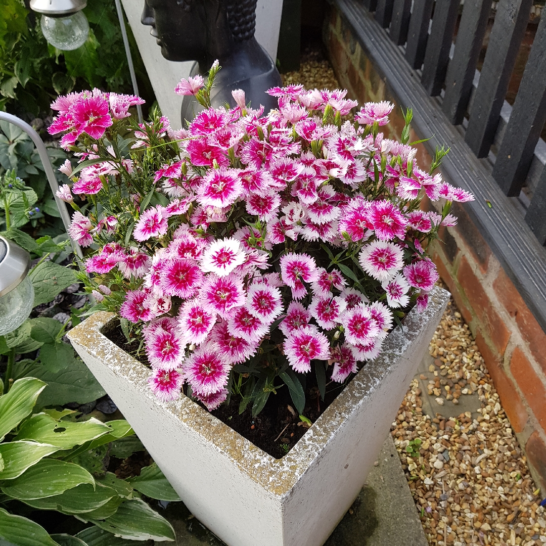 Pink Festival White Flame in the GardenTags plant encyclopedia