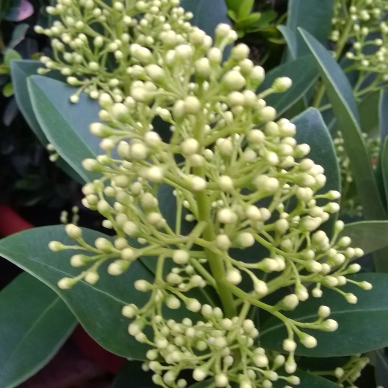 Japanese Skimmia Finchy in the GardenTags plant encyclopedia