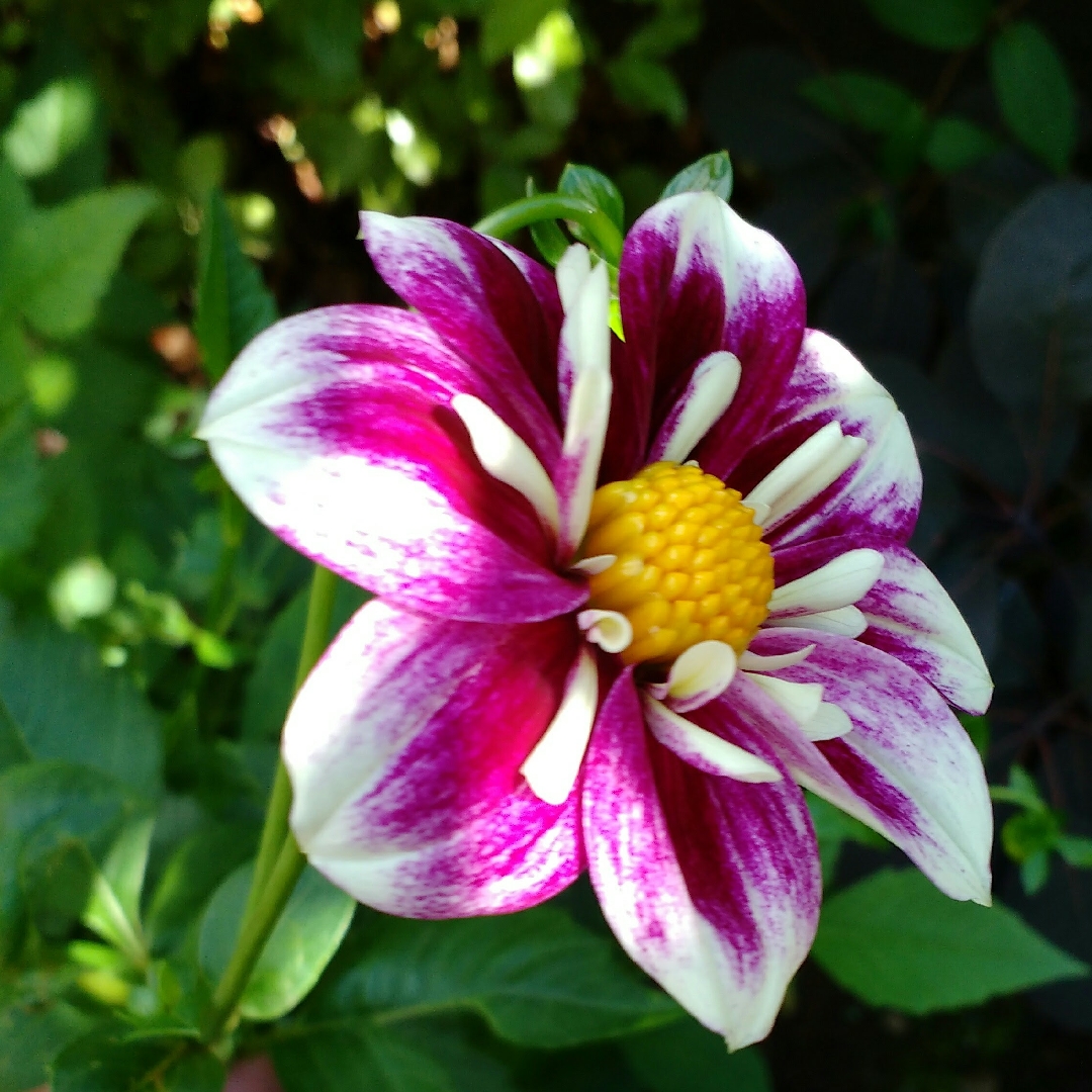 Dahlia Fabulosa in the GardenTags plant encyclopedia