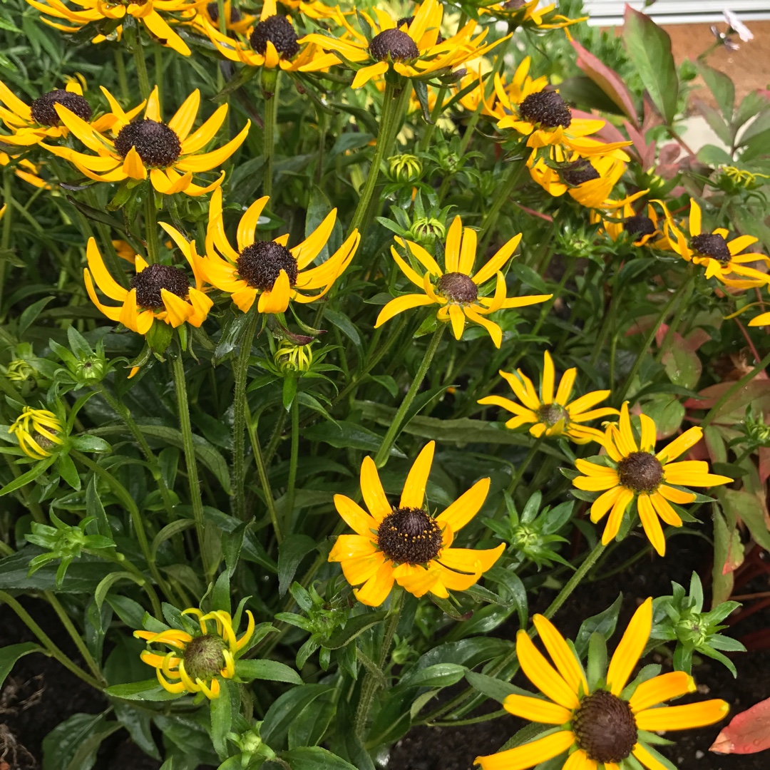 Newmans Coneflower, in the GardenTags plant encyclopedia