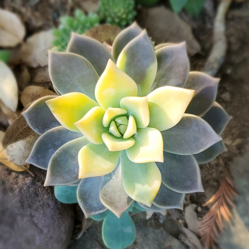 Ghost Plant Variegated in the GardenTags plant encyclopedia