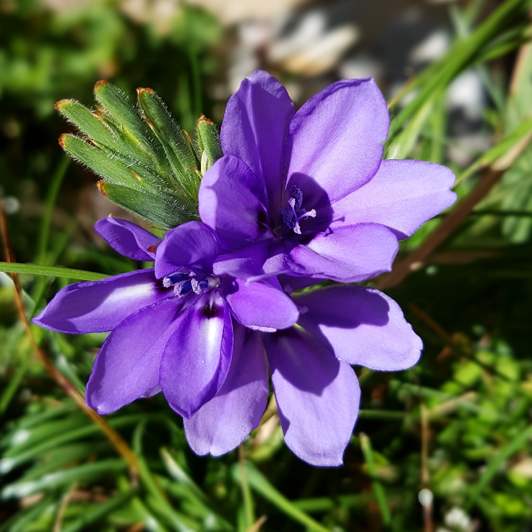 Baboon Flower in the GardenTags plant encyclopedia