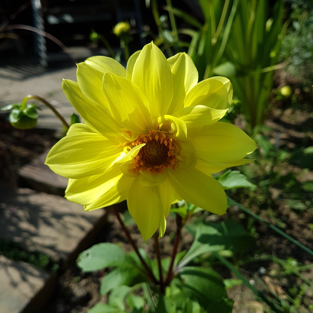 Dahlia Giant Hybrids Mixed in the GardenTags plant encyclopedia