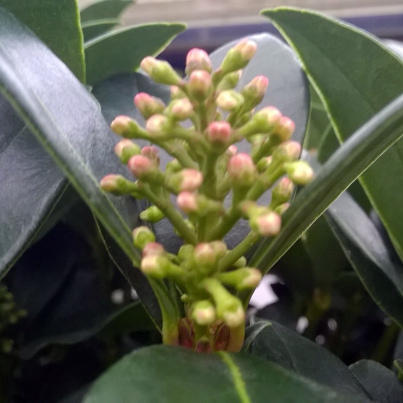 Japanese Skimmia Olympic Flame in the GardenTags plant encyclopedia