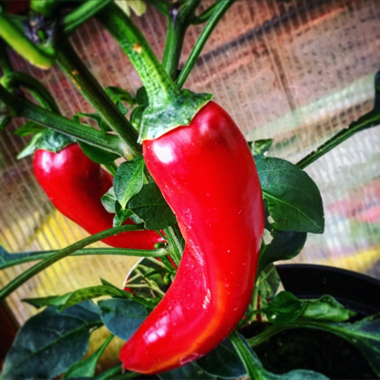 Chilli Big Devil (grafted) in the GardenTags plant encyclopedia