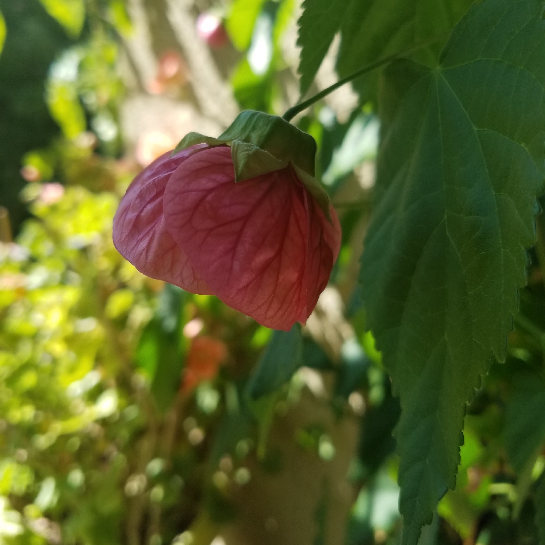 Flowering Maple Tropic Rose in the GardenTags plant encyclopedia