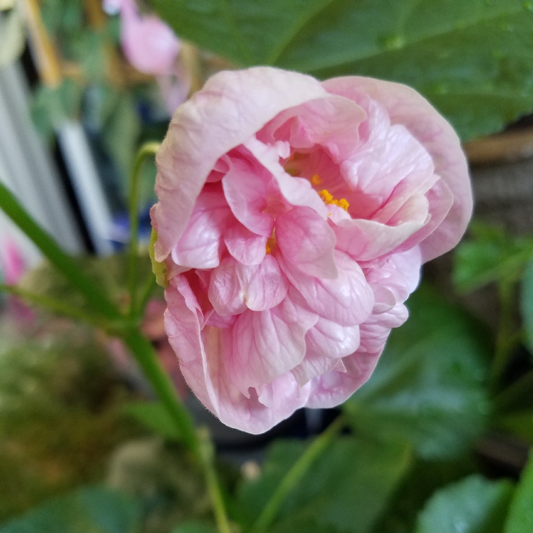 Flowering Maple Victorian Lady in the GardenTags plant encyclopedia