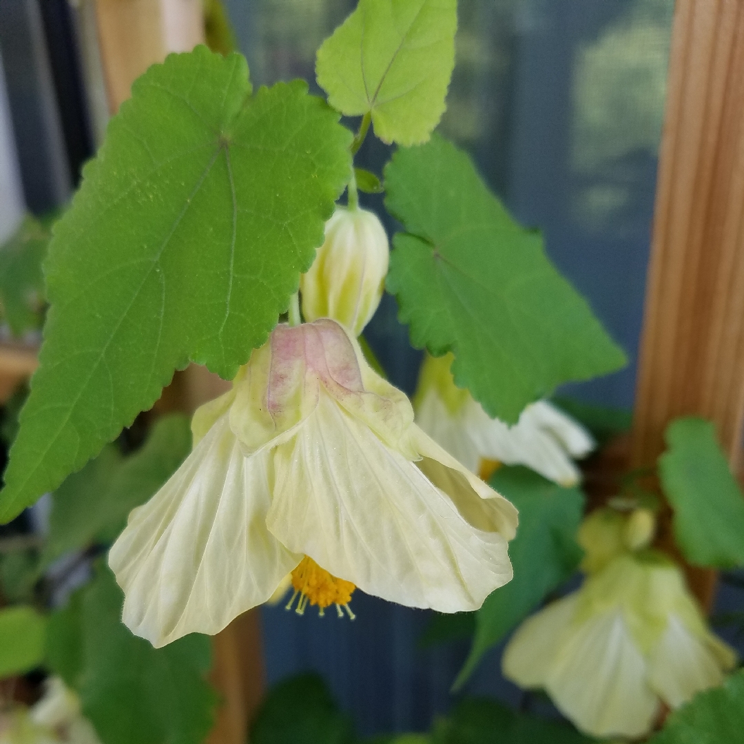 Flowering Maple Buttermilk Delight in the GardenTags plant encyclopedia