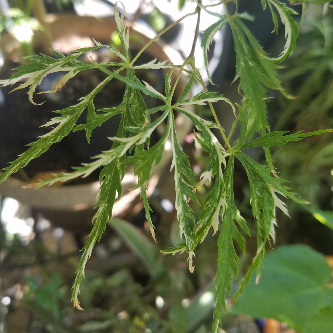 Japanese Maple in the GardenTags plant encyclopedia