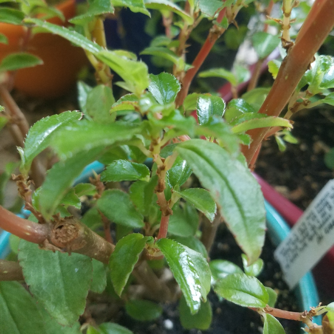 Fuchsia Flowered Begonia in the GardenTags plant encyclopedia