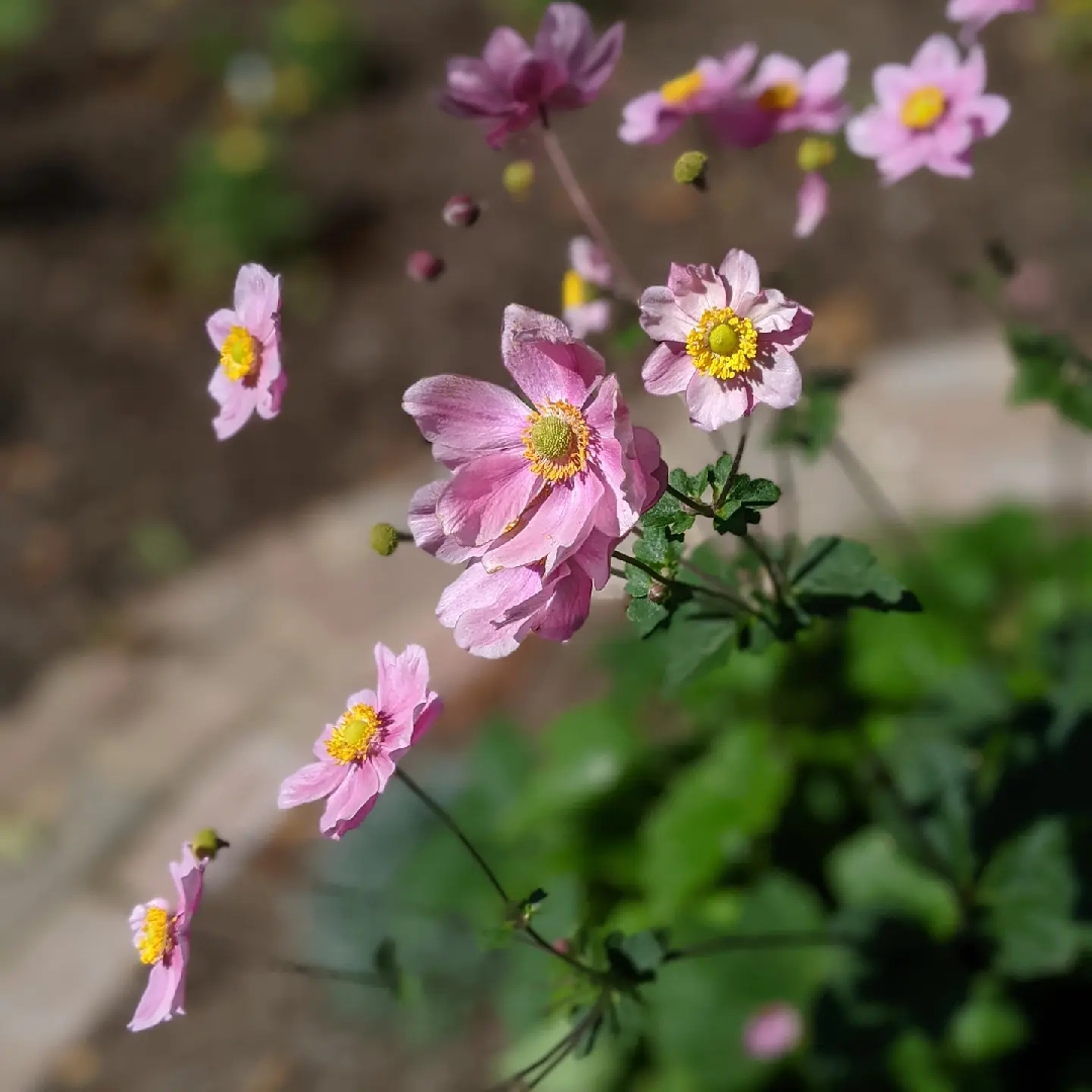 Anemone Max Vogel in the GardenTags plant encyclopedia