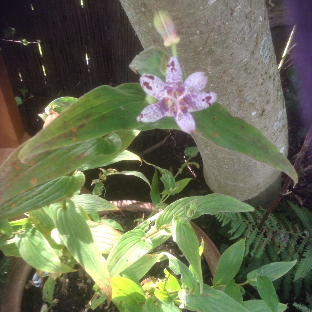 Japanese Toad Lily  Miyazaki in the GardenTags plant encyclopedia