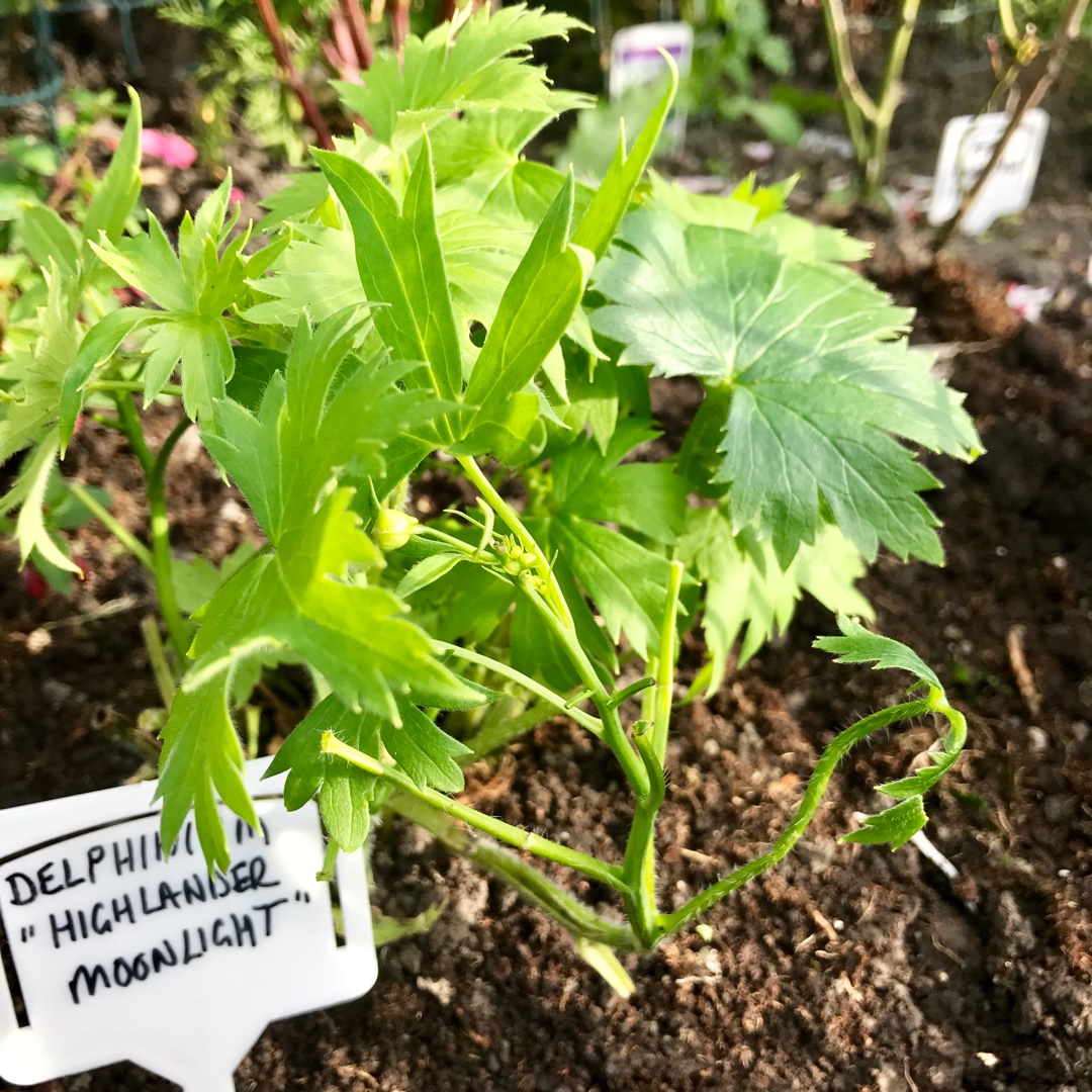 Delphinium Highlander Moonlight in the GardenTags plant encyclopedia