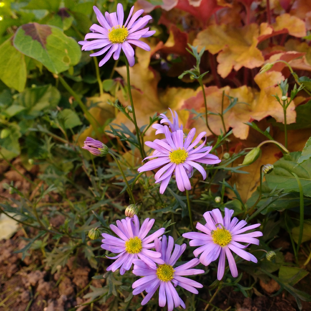 Swan River Daisy Big Mauve in the GardenTags plant encyclopedia