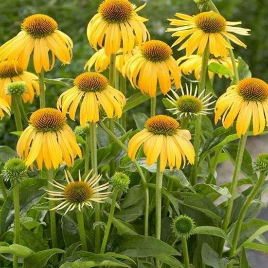 Coneflower Harvest Moon in the GardenTags plant encyclopedia