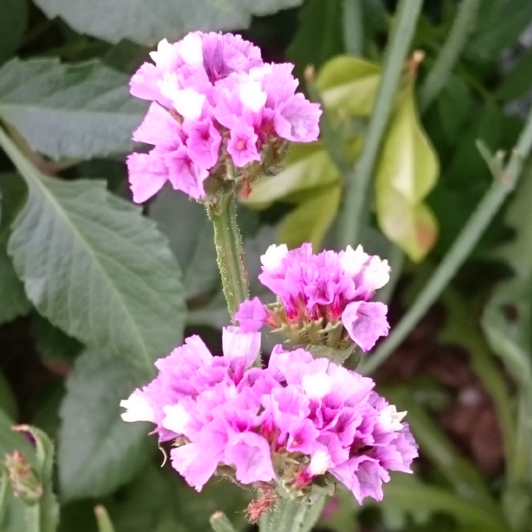 Sea Lavender Blue Sky in the GardenTags plant encyclopedia