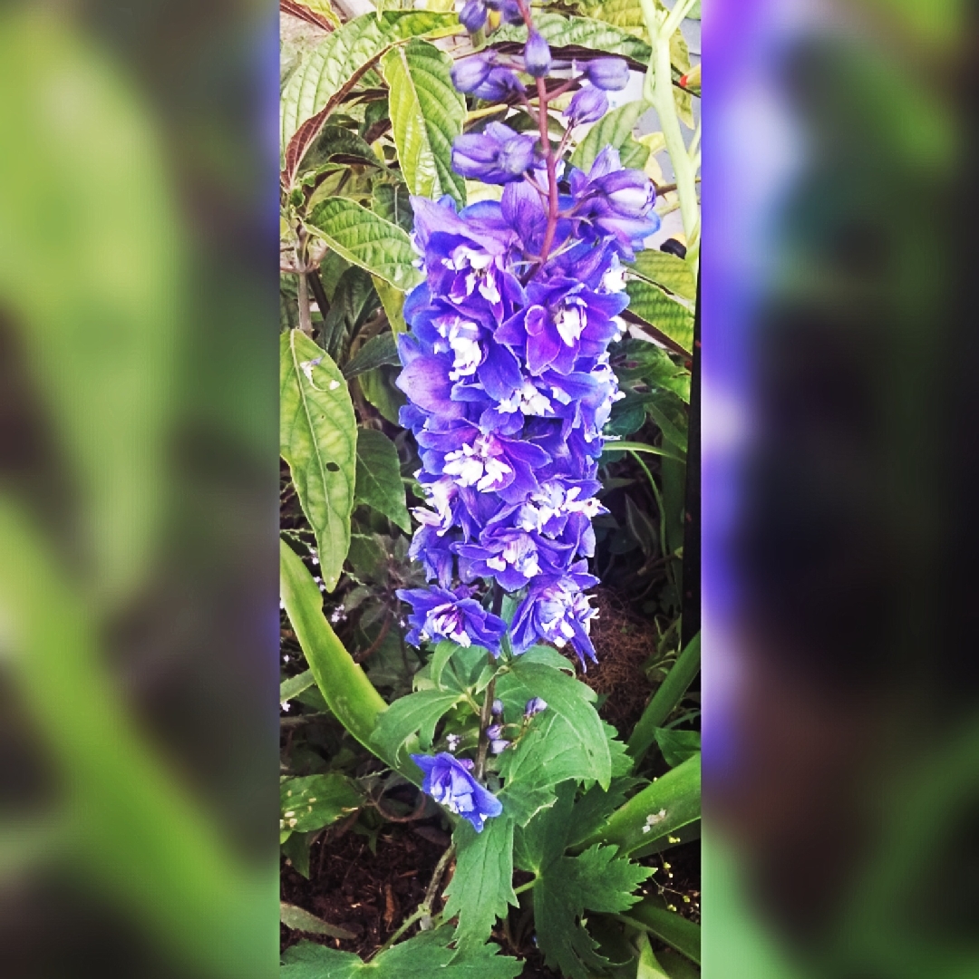 Larkspur Triton Dark Blue in the GardenTags plant encyclopedia