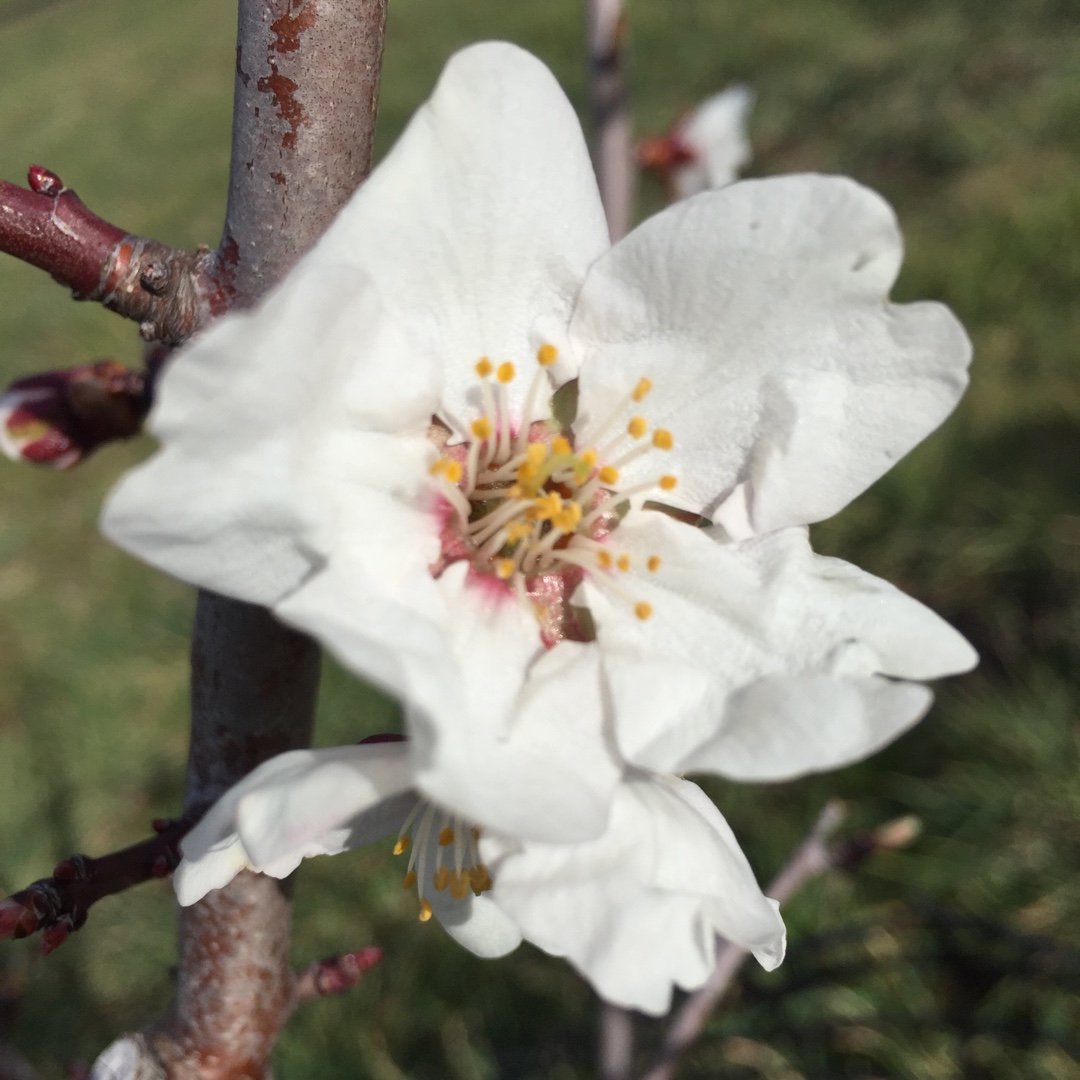 Almond, Self Pollinating in the GardenTags plant encyclopedia