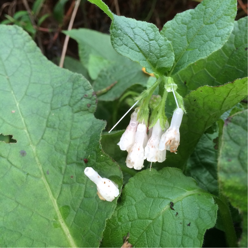 Comfrey Hidcote Blue in the GardenTags plant encyclopedia