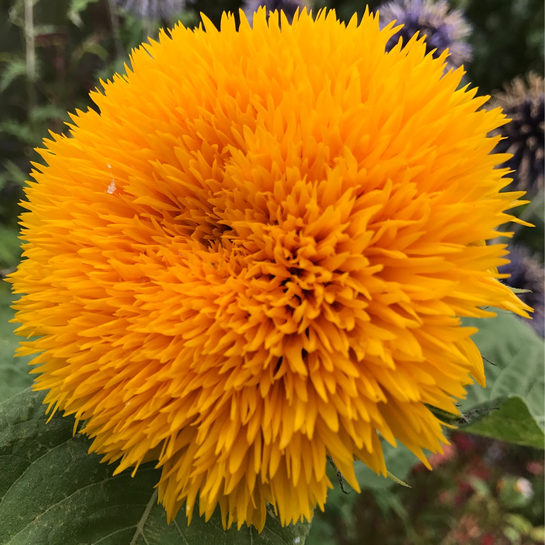 Sunflower Tall Sungold in the GardenTags plant encyclopedia