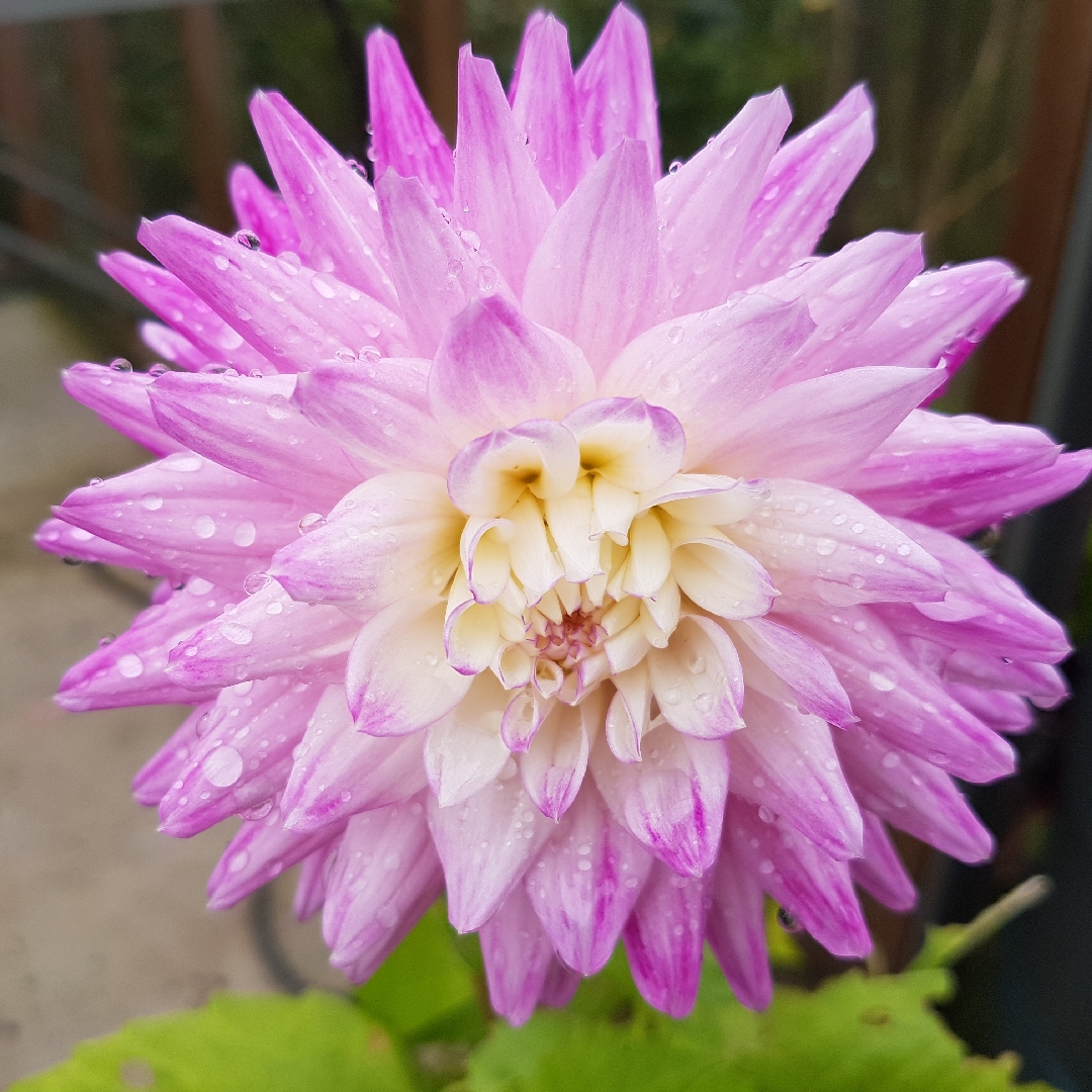 Dahlia Hillcrest Candy in the GardenTags plant encyclopedia