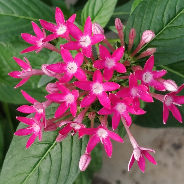 Pentas Starcluster Pink in the GardenTags plant encyclopedia