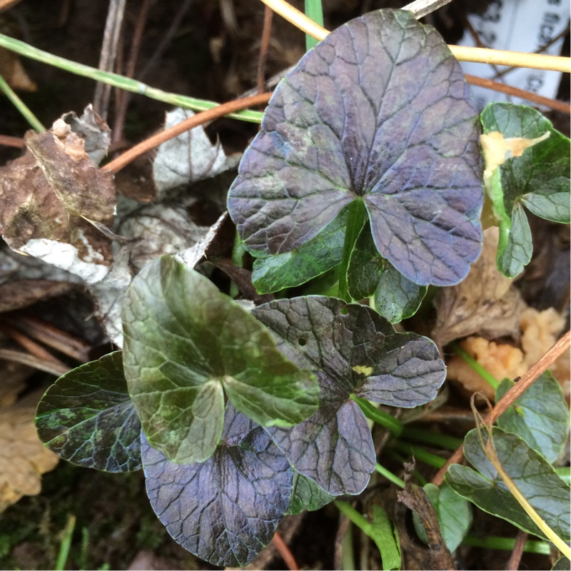 Lesser Celandine Coppernob in the GardenTags plant encyclopedia