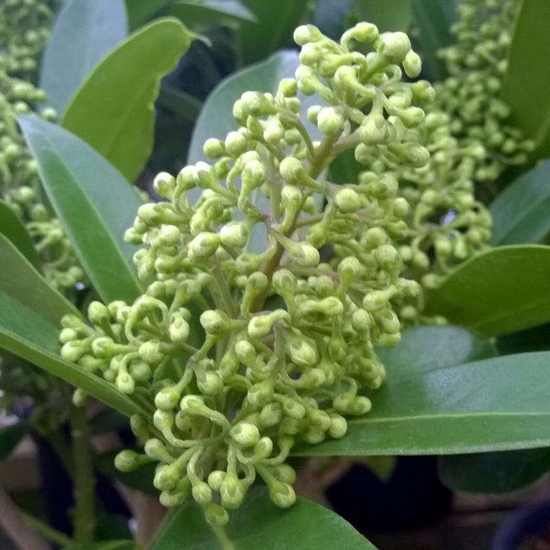 Skimmia Kew Green in the GardenTags plant encyclopedia