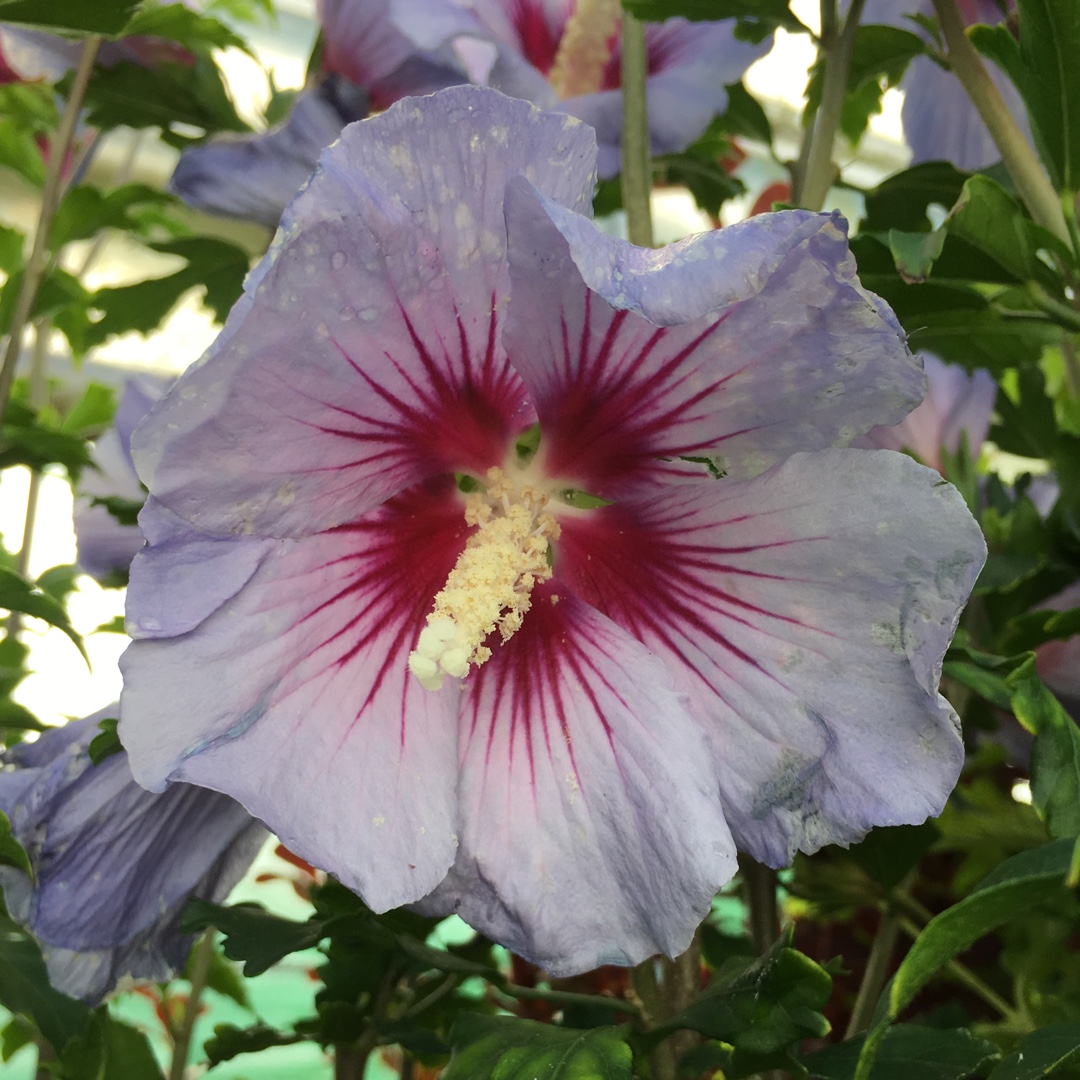 Hibiscus syriacus 'Azurri', Rose of Sharon 'Azurri' in GardenTags plant ...