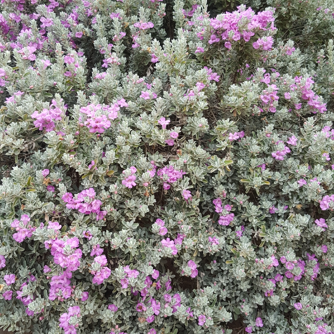 Compact Texas Silverleaf in the GardenTags plant encyclopedia