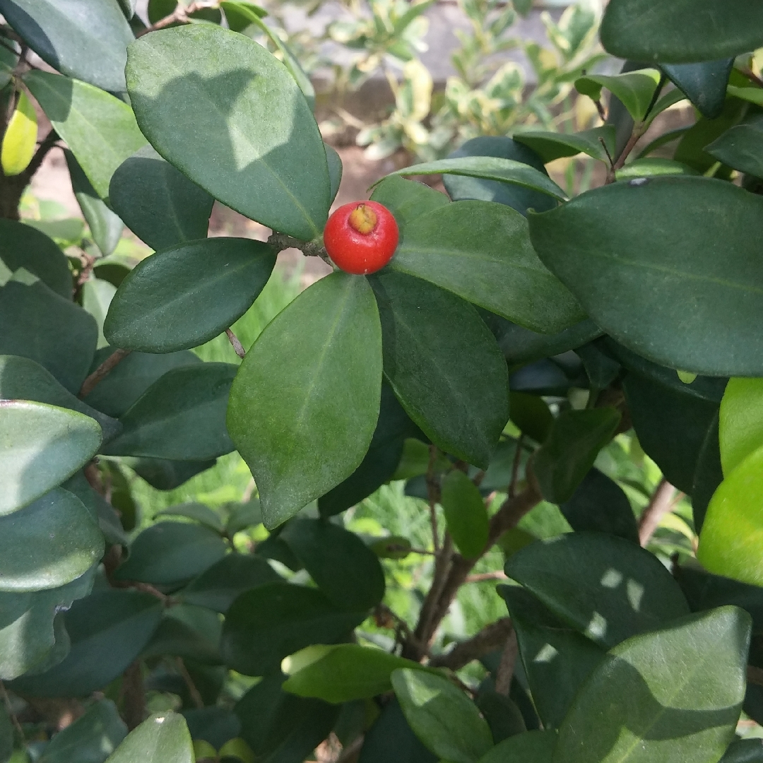 Cedar Bay Cherry in the GardenTags plant encyclopedia