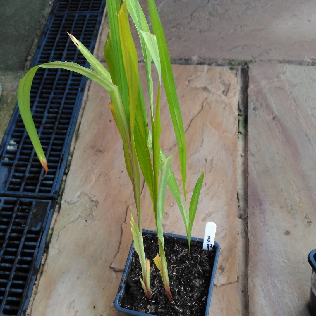 Montbretia Sunglow in the GardenTags plant encyclopedia