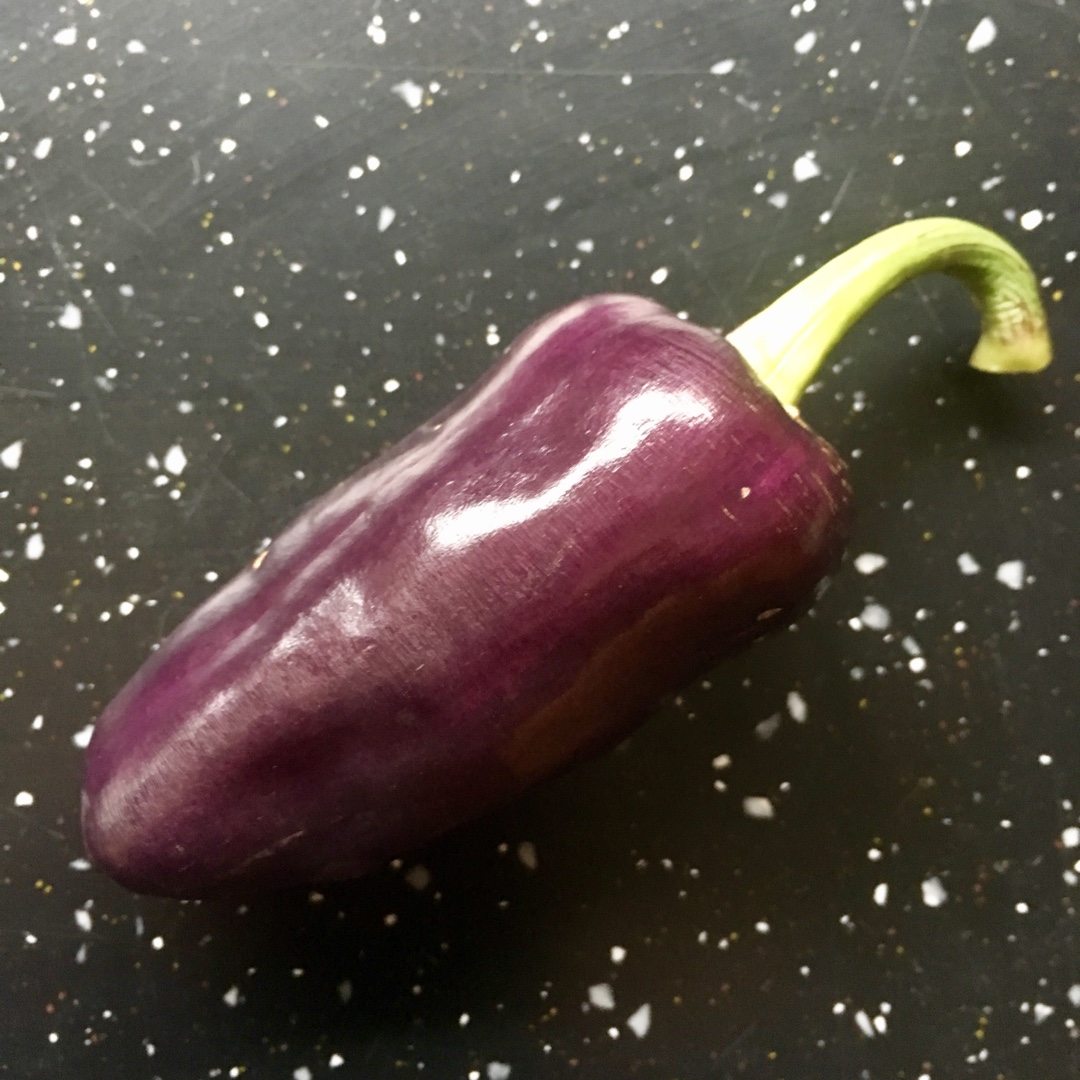 Sweet Pepper Purple Belle in the GardenTags plant encyclopedia