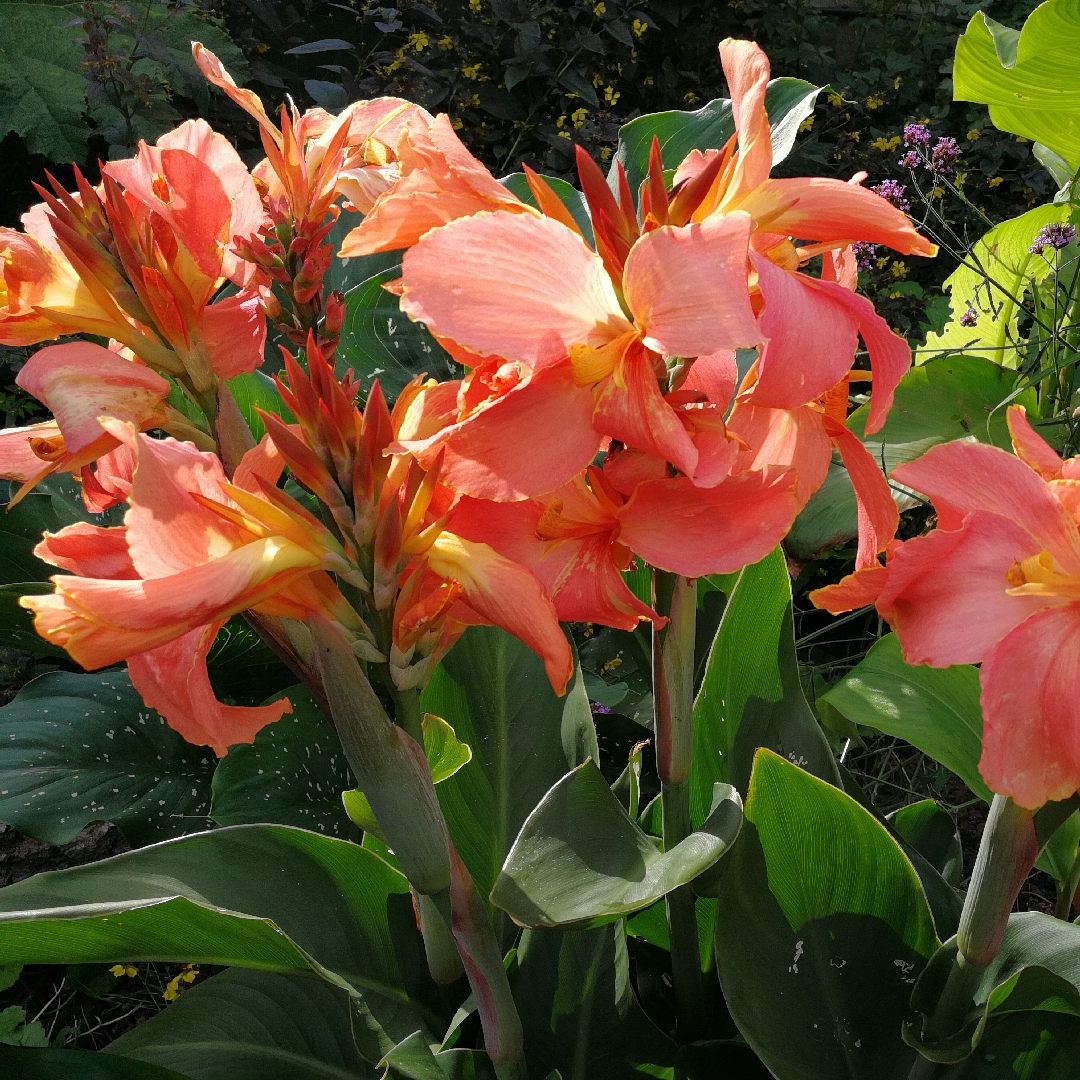 Canna Rose Quartz in the GardenTags plant encyclopedia